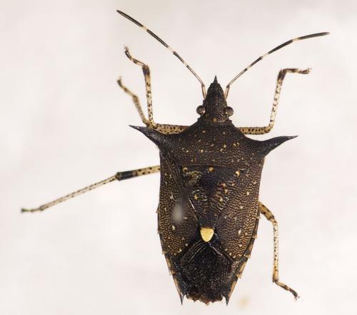Proxys albopunctulatus